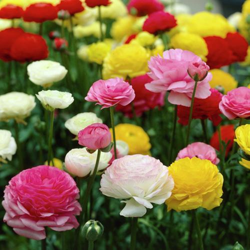 Ranunculus Bulbs