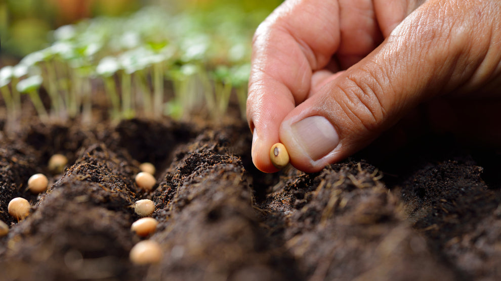 Bulbs & Seeds