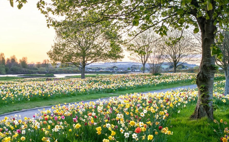 Spring Flowering Bulbs