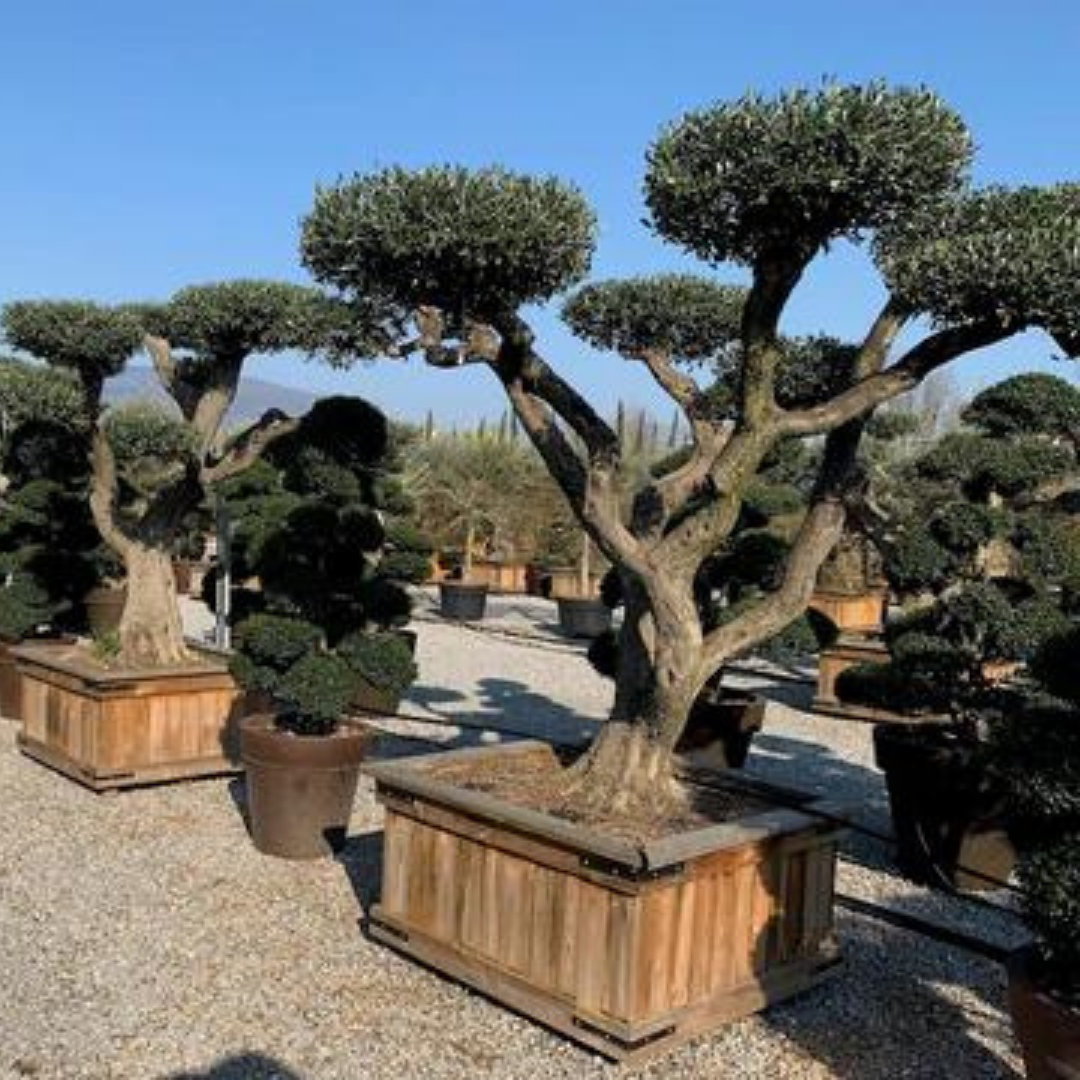 Olive Trees