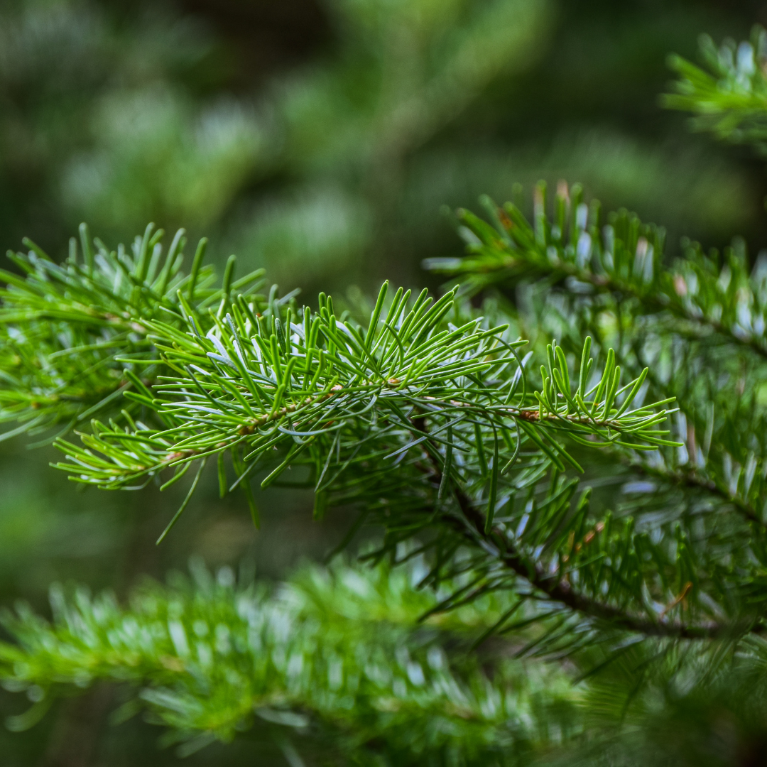 Spruce Christmas Trees