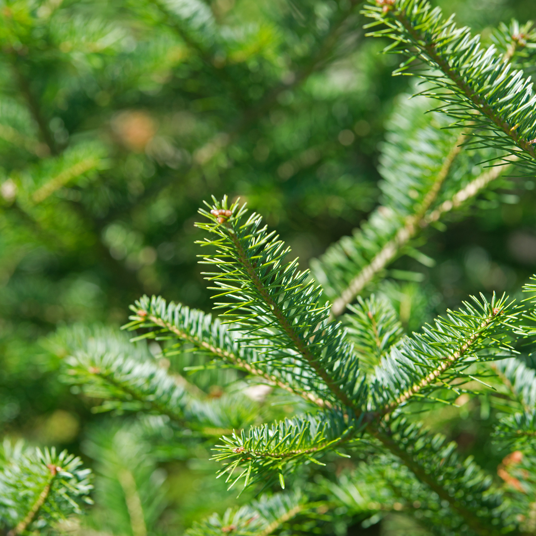 Fir Christmas Trees