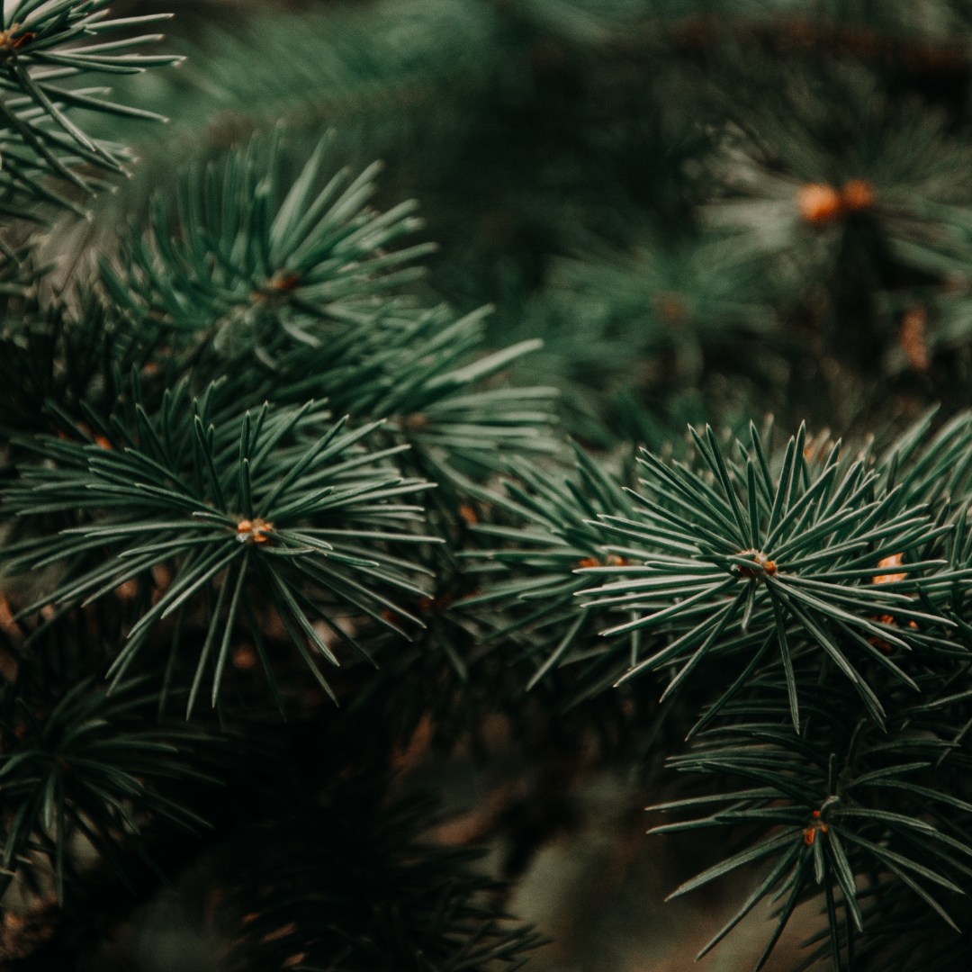 Pine Christmas Trees