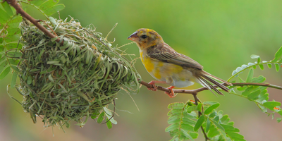 Nesting