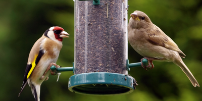 Bird Seeds