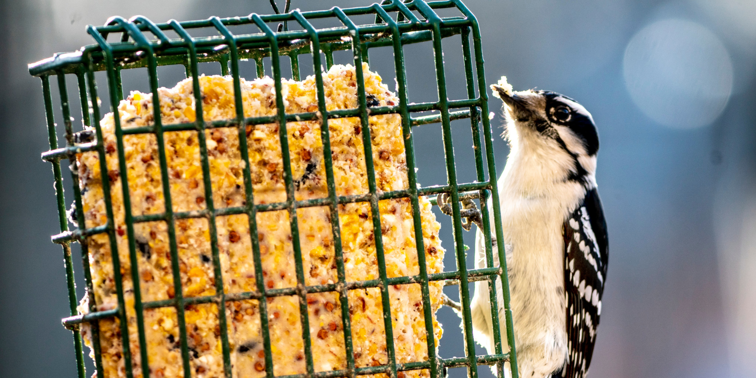 Suets & Mealworm