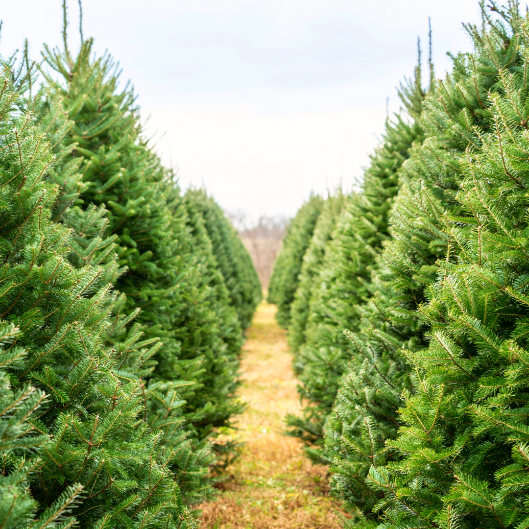 Real Christmas Trees