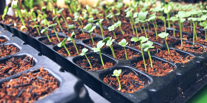 Vegetable seeds