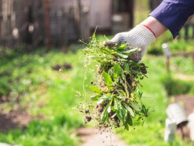 Weed Control