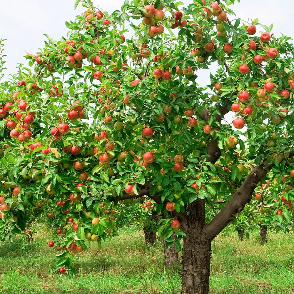 Bare root - Fruit Trees