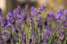 Lavandula