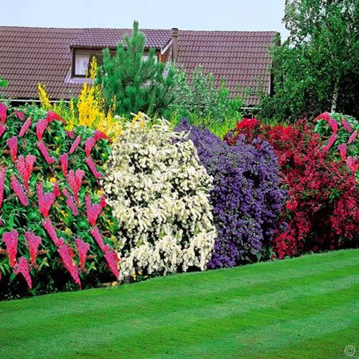 Shrubs