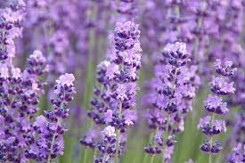 Lavandula