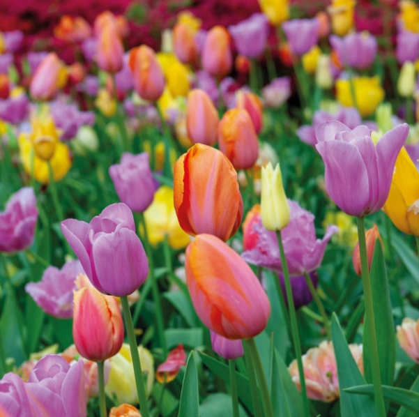Popular Bulbs