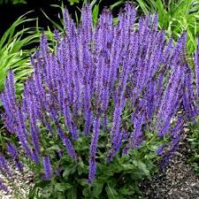 Salvia