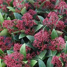 Skimmia