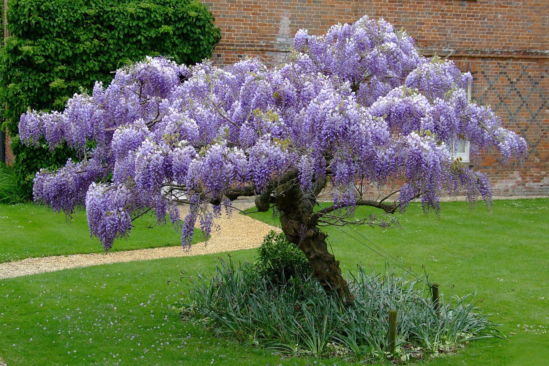 Bare root - Deciduous Trees