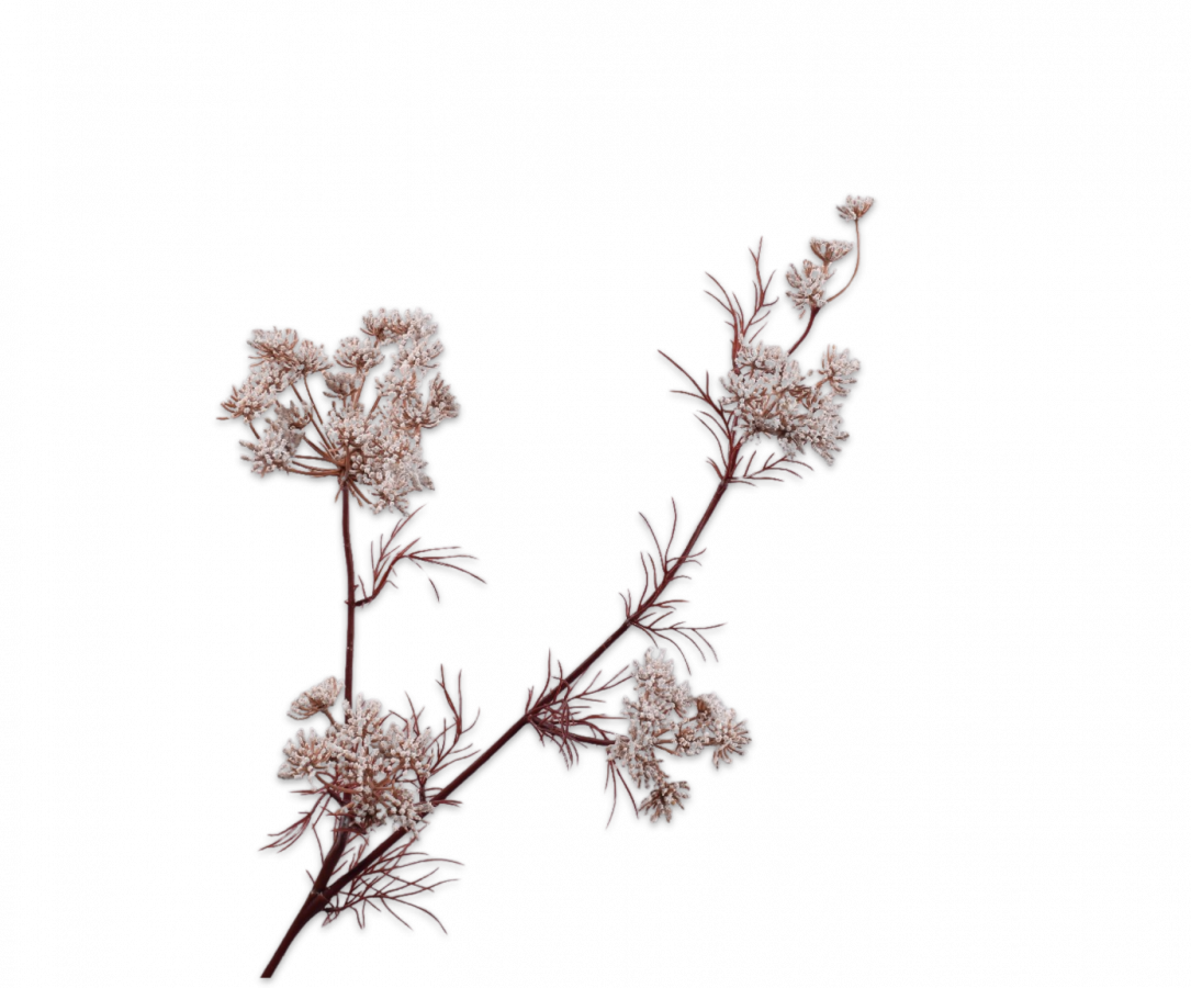 Queen An Lace Spray White 78cm