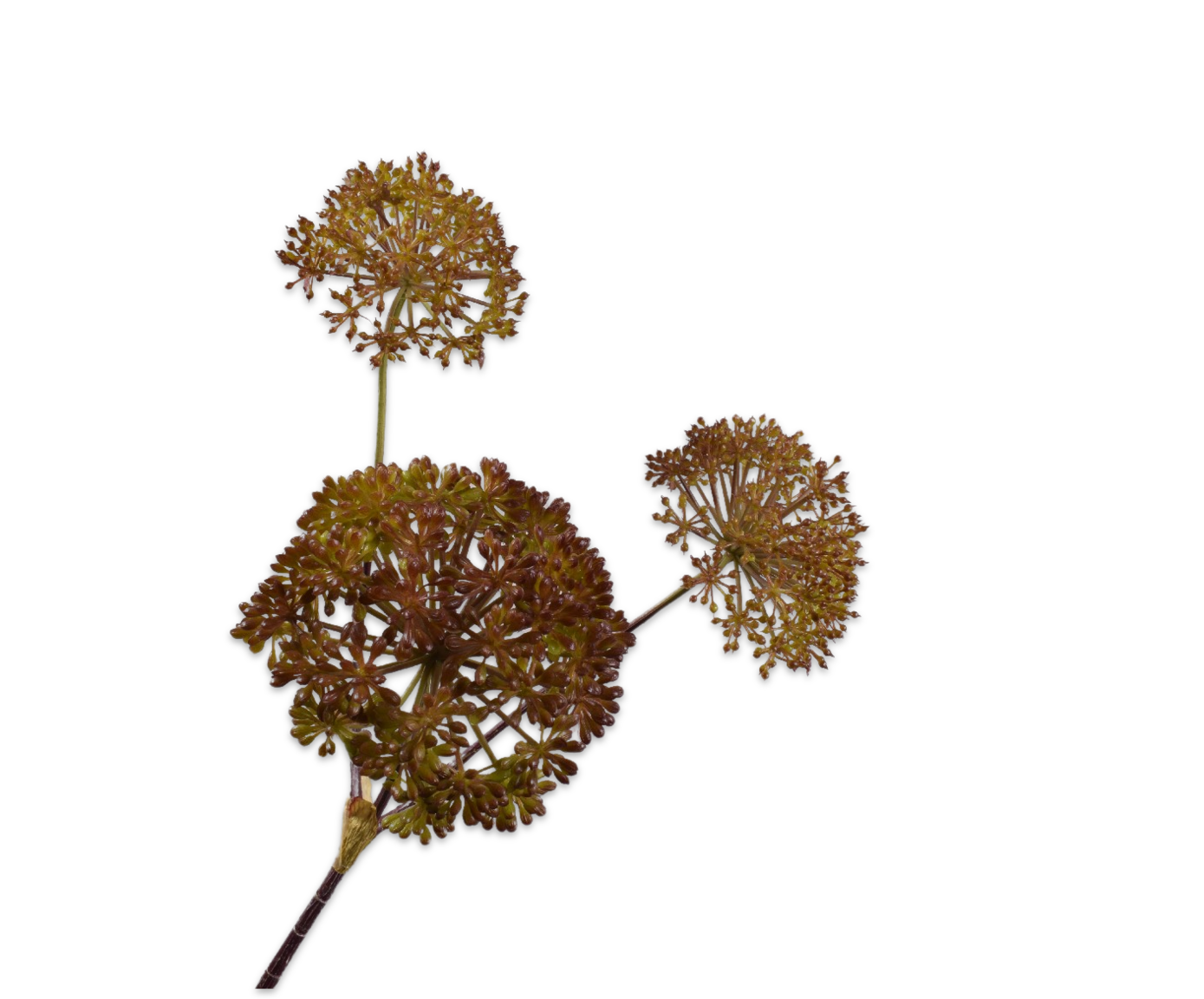 Hogweed Spray Dark Brown 78cm