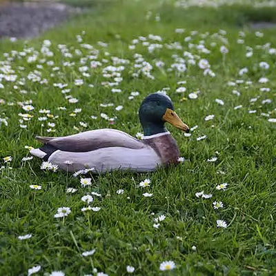 DecoBird Mallard Drake