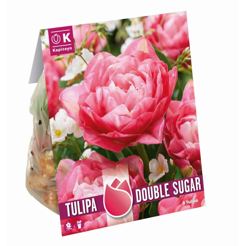 Tulip Double Sugar