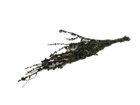 Bundle Stem Larix L-100