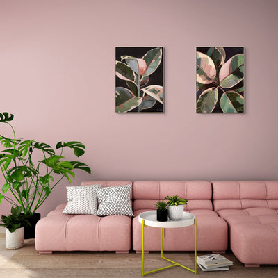 Ficus