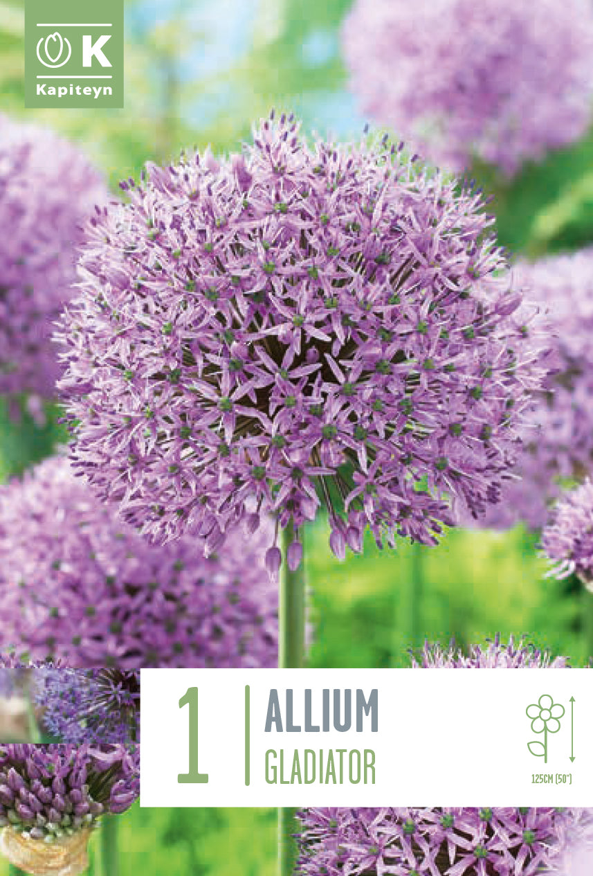 Allium Gladiator