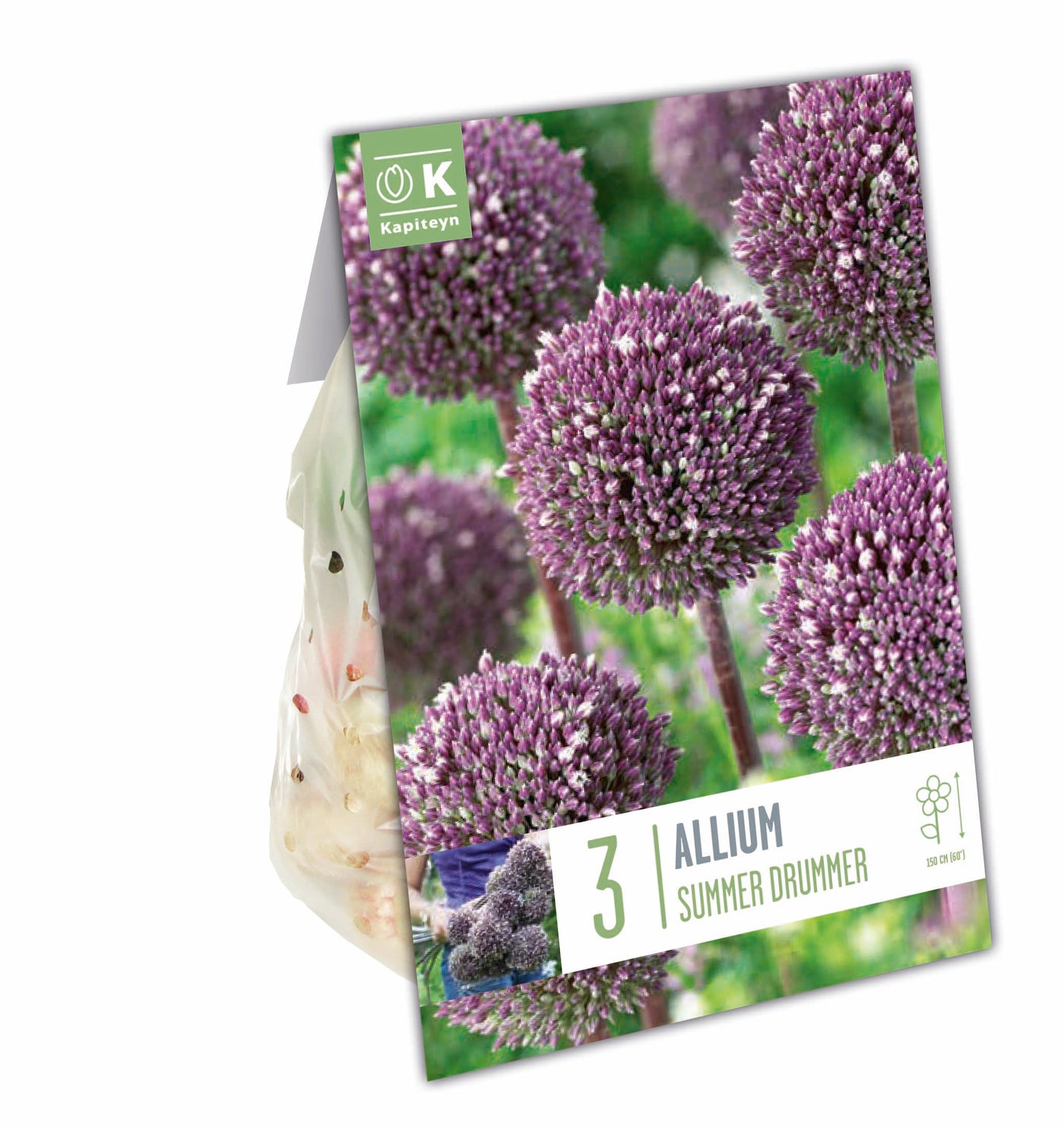 Allium Summer Drummer