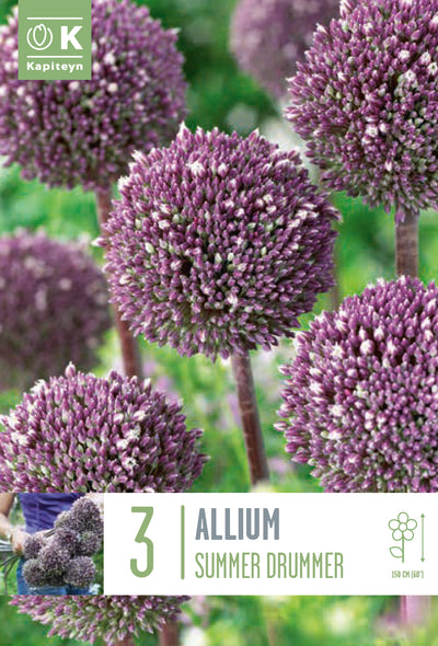 Allium Summer Drummer