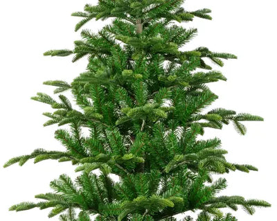 Balsamea Fir - 7ft (210cm) - Artificial Tree
