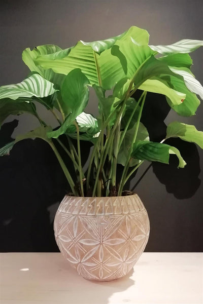 Pachira - Cement Flowerpot