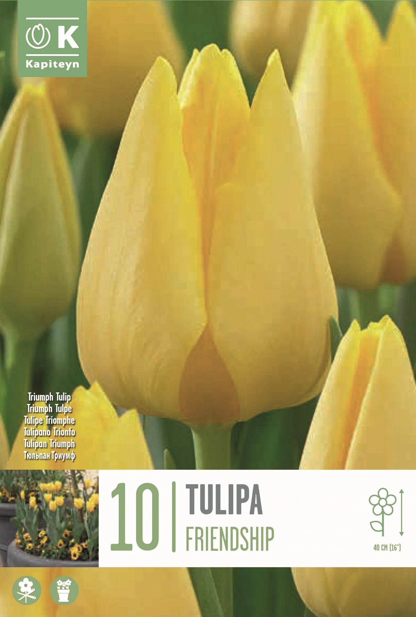 Tulip Triumph Friendship