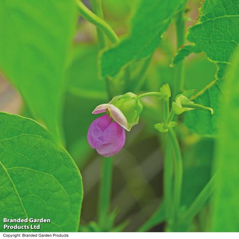 Dwarf Bean Tendergreen