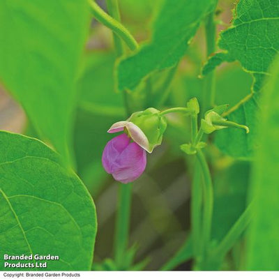 Dwarf Bean Tendergreen