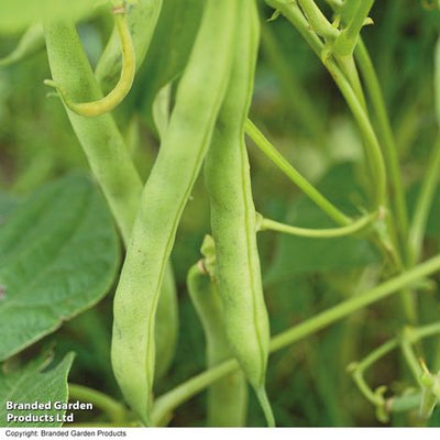 Dwarf Bean Tendergreen