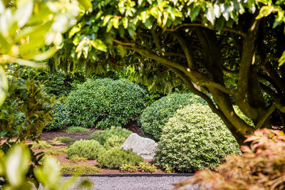 Garden Design Consultation