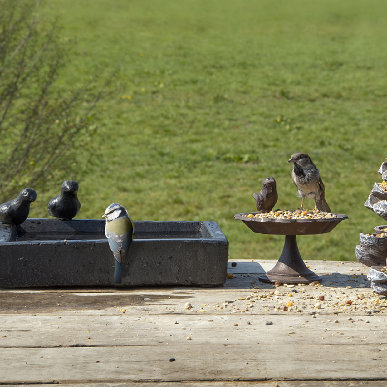 Bird Bath Terrazzo Square