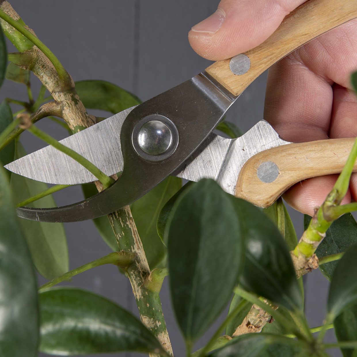 Giftset Garden Pruning Tools