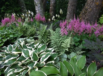 Garden Design Consultation