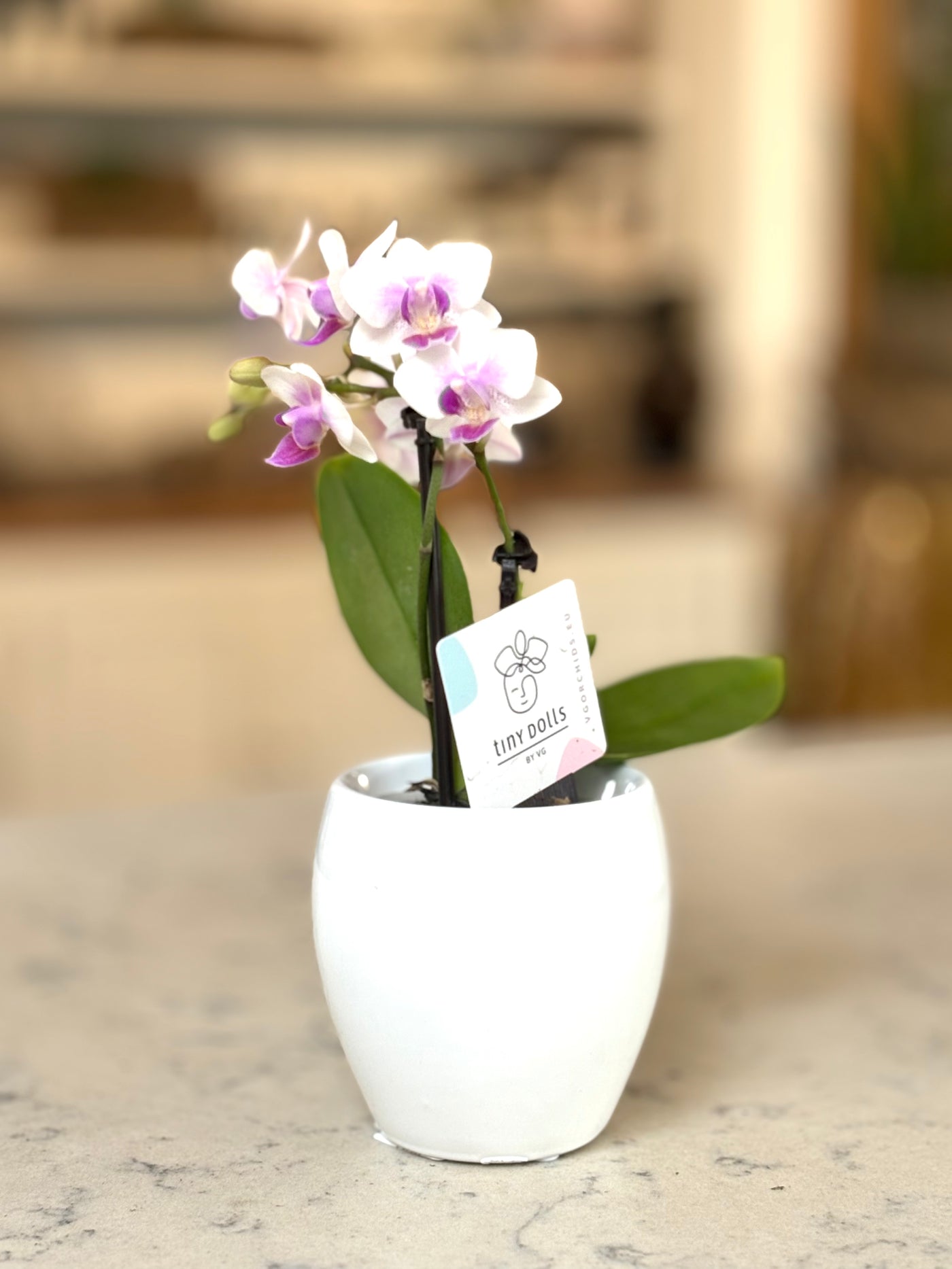 Phalaenopsis 'Tiny Dolls' mix / 6cm in ceramic pot (PB)