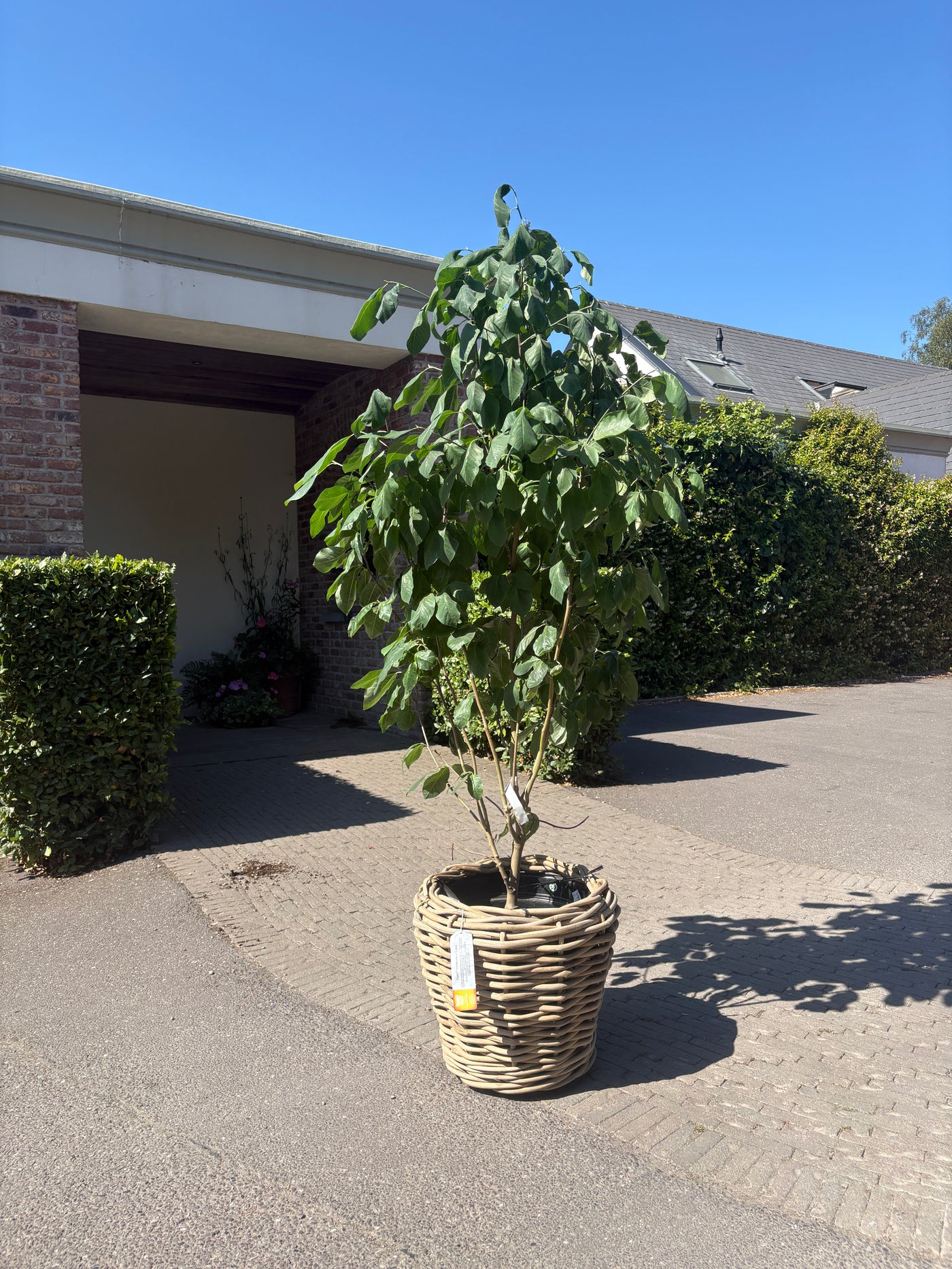 Drypot Cylinder Rattan Grey on Wheels
