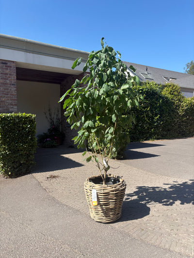 Drypot Cylinder Rattan Grey on Wheels