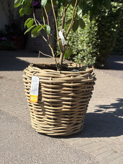 Drypot Cylinder Rattan Grey on Wheels