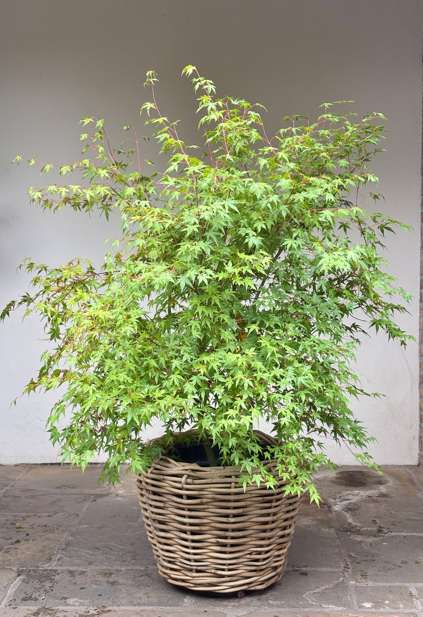Acer shirasawanum 'Jordan' 125-150,C20