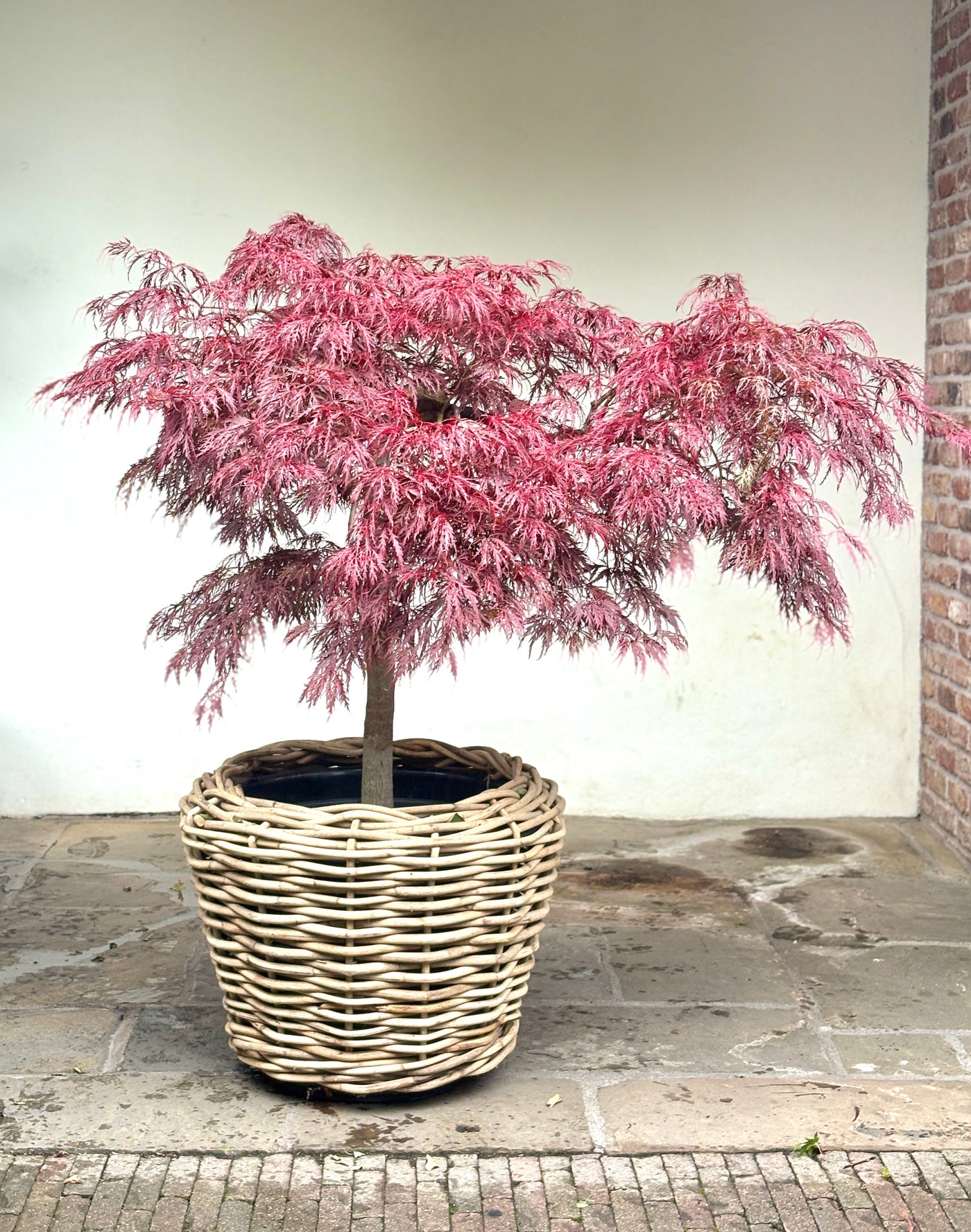 Acer Palmatum Dissectum Garnet CLT 70 080-100 1/4 F.
