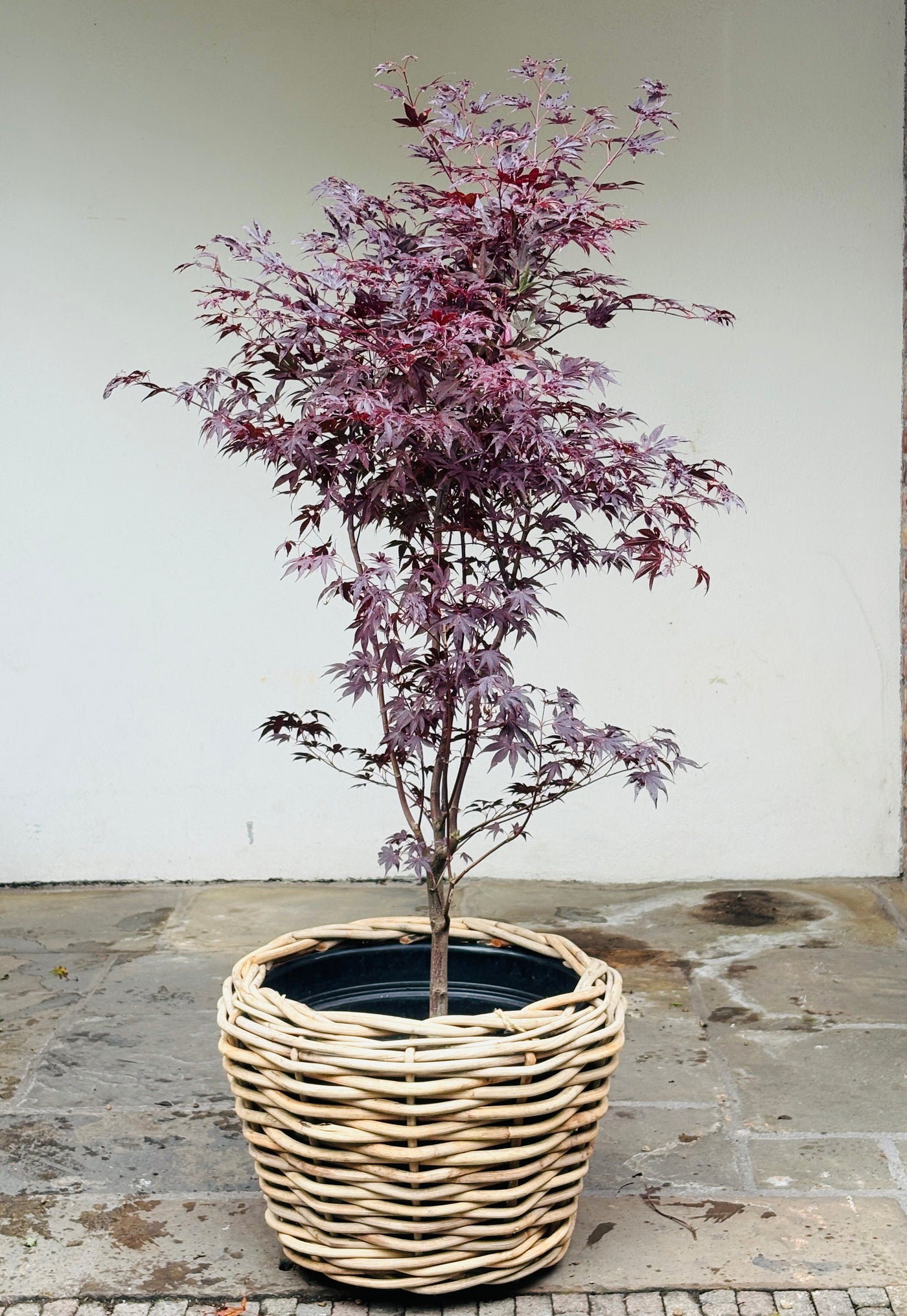 Acer pal. 'Fireglow' 100-125,C20