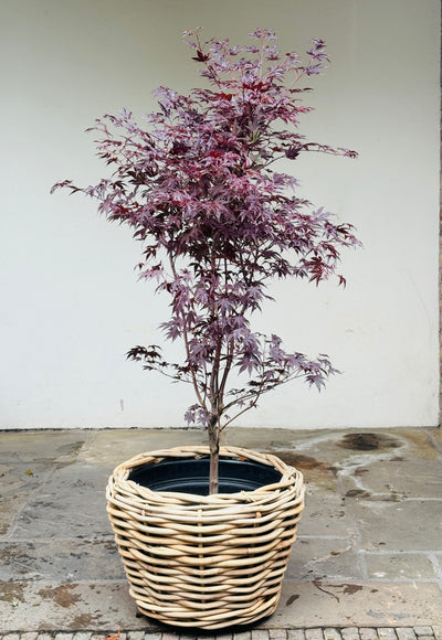 Acer pal. 'Fireglow' 100-125,C20