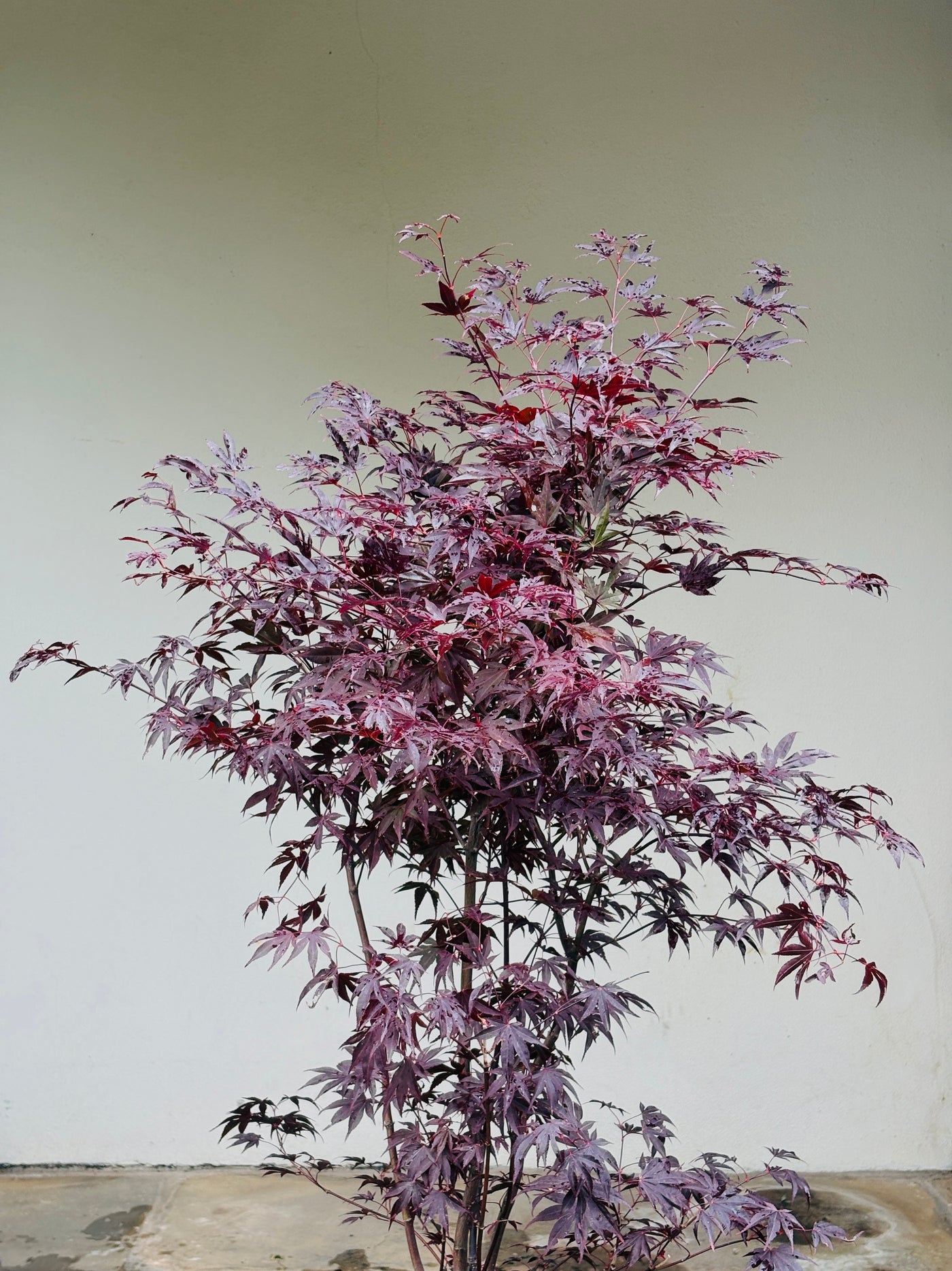 Acer pal. 'Fireglow' 100-125,C20