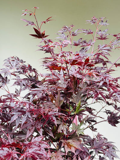 Acer pal. 'Fireglow' 100-125,C20